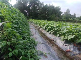 Bán đất đường lò lu, p. trường thạnh, q9. dt 1287m2 giá 15tr/m2