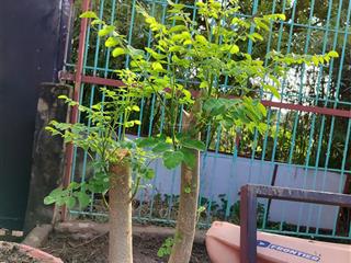 Bán nhà 3 tầng 1 tum tại đông mỹ, thanh trì, hà nội, 3,7 tỷ, 50m2