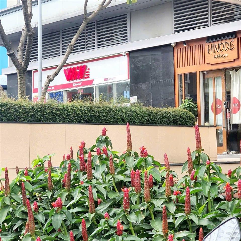 Bán shophouse sunrise city north đang cho thuê 61tr/tháng tăng 10%/năm 90m2 giá tốt 13,5 tỷ