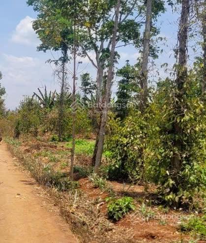 Đất bàu chinh có 17m mặt tiền đường bê tông, đất đỏ bằng đẹp