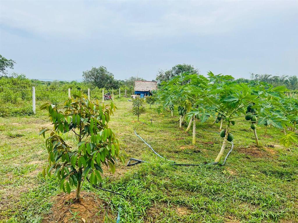 Chính chủ bán 01 sào đất đẹp la ngà sổ riêng, đường hiển thị trên sổ, ô tô tận nơi chỉ 499tr