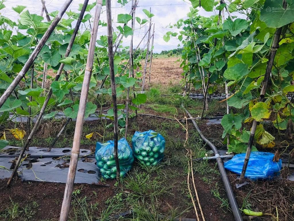 Bán lỗ  chính chủ mua lô đất vườn suối nho 900 triệu nay cần tiền gấp nên bán lại 590 triệu