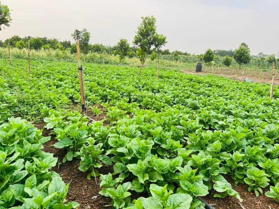 Bán lỗ  chính chủ mua lô đất vườn suối nho 900 triệu nay cần tiền gấp nên bán lại 590 triệu