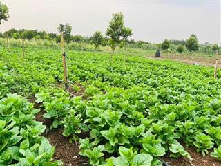 Bán lỗ  chính chủ mua lô đất vườn suối nho 900 triệu nay cần tiền gấp nên bán lại 590 triệu