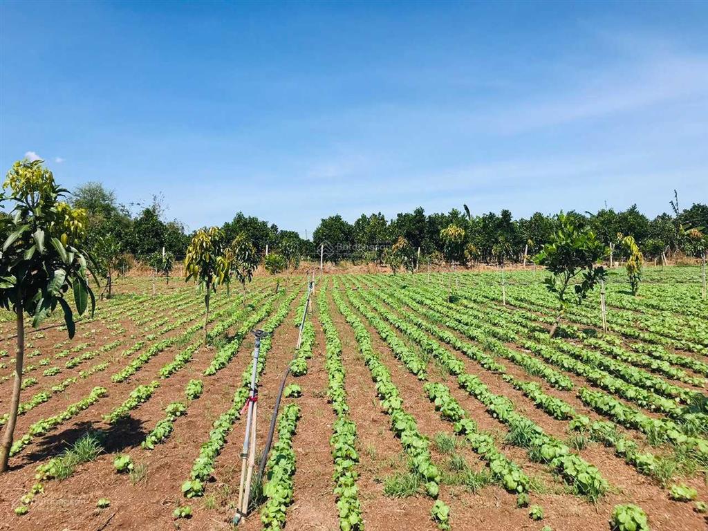 Bán lỗ  chính chủ mua lô đất vườn suối nho 900 triệu nay cần tiền gấp nên bán lại 590 triệu