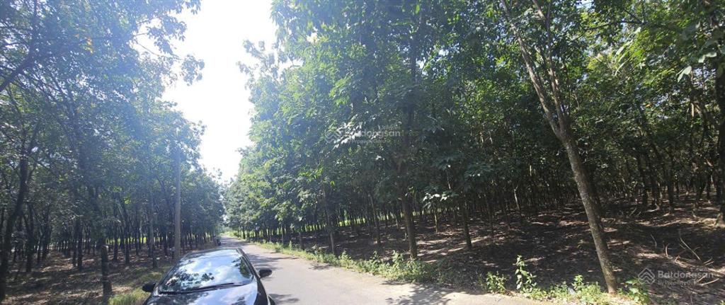 Bán đất vườn cao su bến cát quy hoạch đất ở đô thị năm 2030 diện tích lớn, sổ hồng chính chủ