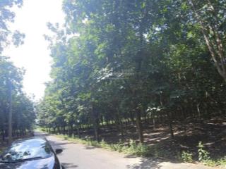 Bán đất diện tích lớn, sổ hồng chính chủ, sẵn vườn cao su, quy hoạch đất ở đô thị, tp. hồ chí minh