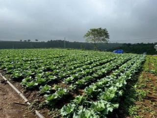 Bán lô đất ngộp ngay khu dân cư với giá cực ưu đãi