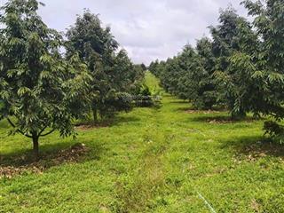 Bán vườn sầu riêng đông đặc thuộc hòa bắc, di linh