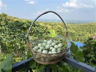 Cực hiếm đất vườn nghỉ dưỡng, view suối, giáp suối, view đồi đón gió từ hồ trị an