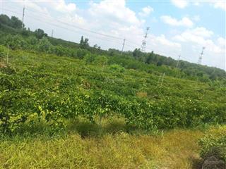 Bán đất trồng cây lâu năm hiện đang được trồng cây ăn trái. Nhà cấp 4. Điện nước sinh