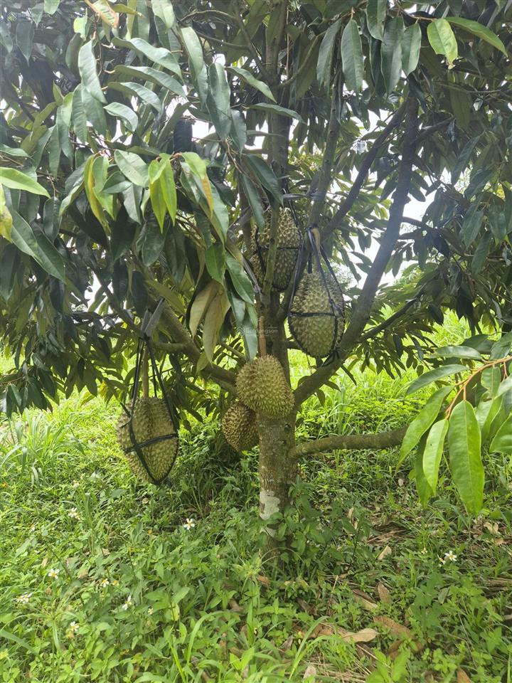 Bán vườn sầu riêng thái thu bói ngay khu nông nghiệp công nghệ cao đông gia nghĩa