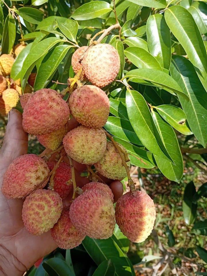 Bán vườn sầu riêng thái thu bói ngay khu nông nghiệp công nghệ cao đông gia nghĩa