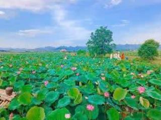Em có 7 lô vuông vắn đẹp đất hà nội. cách hồ sinh thái đi bộ 1km. diện tích 150m2 full thổ cư