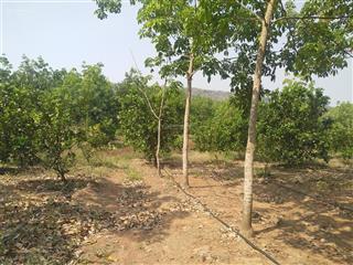 Bán đất tại cư m'lan, 2,15 tỷ, 29000m2, đắk lắk