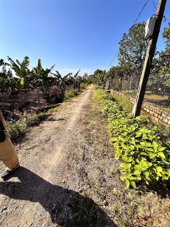 Cần bán đất trồng cây hàng năm. có thể làm xưởng tại sài sơn  quốc oai