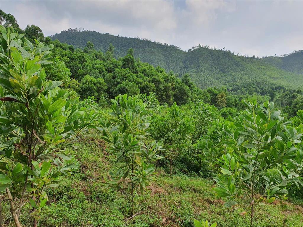 Bán đất nhà vườn view đẹp giá đầu tư lãi ngay khi mua