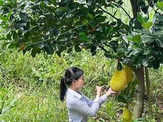 Anh tín gửi bán vườn mít cực đẹp ở tphcm 500m2 có thổ cư đường nhựa thông . đúng giá 780trshr
