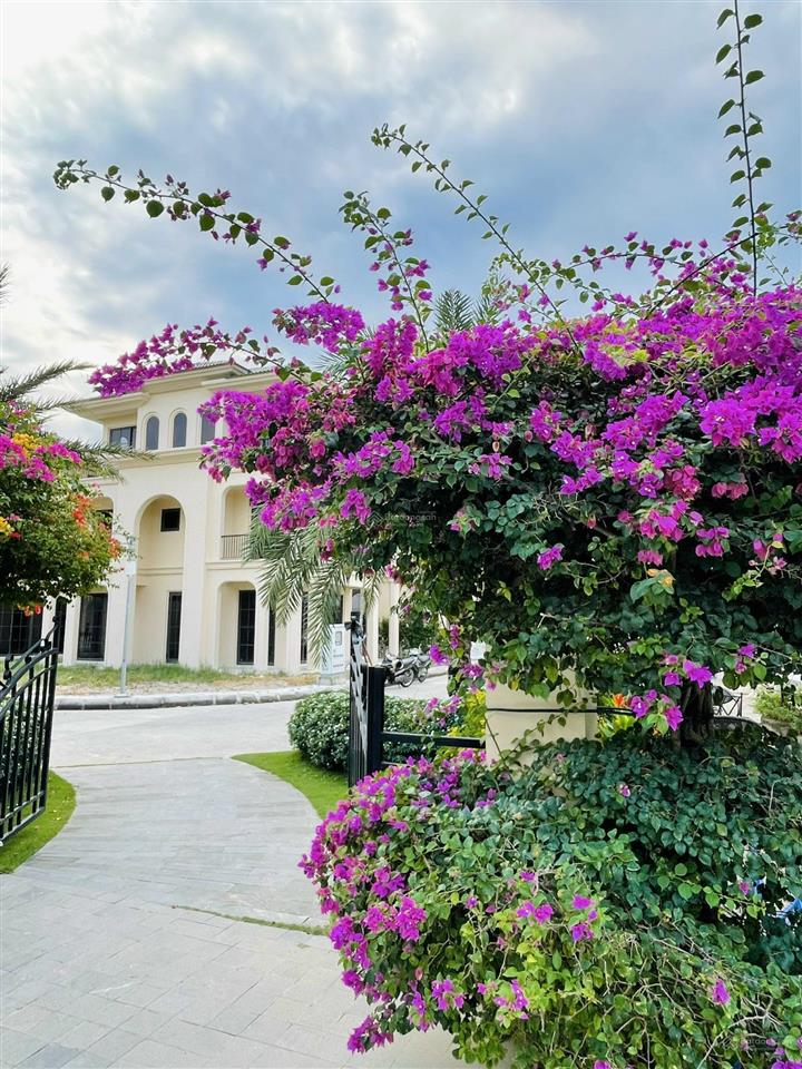 Hàng ngoại giao nhờ bán nhanh căn a dự án the residence phú quốc, hàng chủ đầu tư đã hết căn a