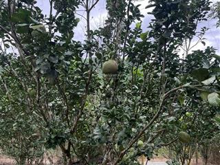 Chỉ với 630 triệu sở hữu vườn bưởi diện tích 2.023m2 thuộc xã khánh vĩnh khánh hòa