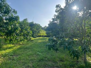 Cần bán lô đất gần 1,5ha làm vườn, làm trang trại, trồng rau hữu cơ, làm nhà nuôi yến bắc nha trang