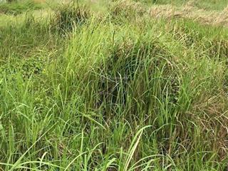 Chính chủ cần bán gấp  vị trí đẹp