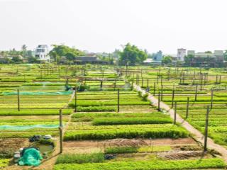 Bán đất 421m2 tại làng rau trà quế cẩm hà, hội an, quảng nam, giá tốt 26 triệu / m2