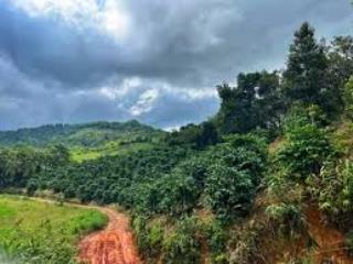 Đất 1.400m² địa thế cao phong thuỷ tốt