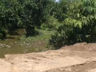 Nền chợ cách chợ tra mách 100m