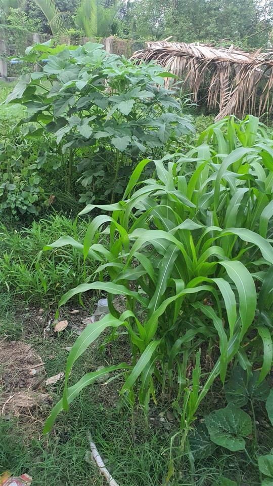 Chỉ 410 triệu có ngay 300m² đất vườn hiệp phước nhà bè, sổ riêng