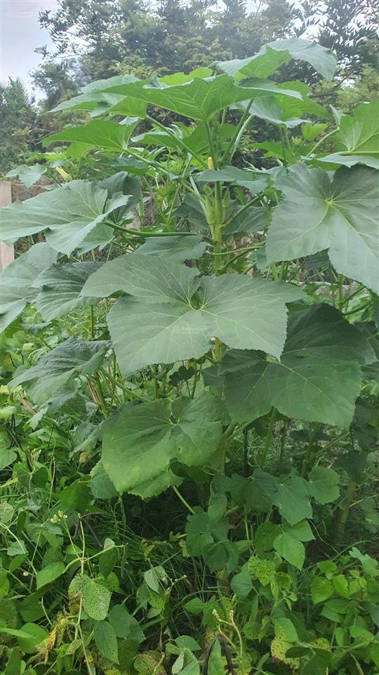 Chỉ 410 triệu có ngay 300m² đất vườn hiệp phước nhà bè, sổ riêng