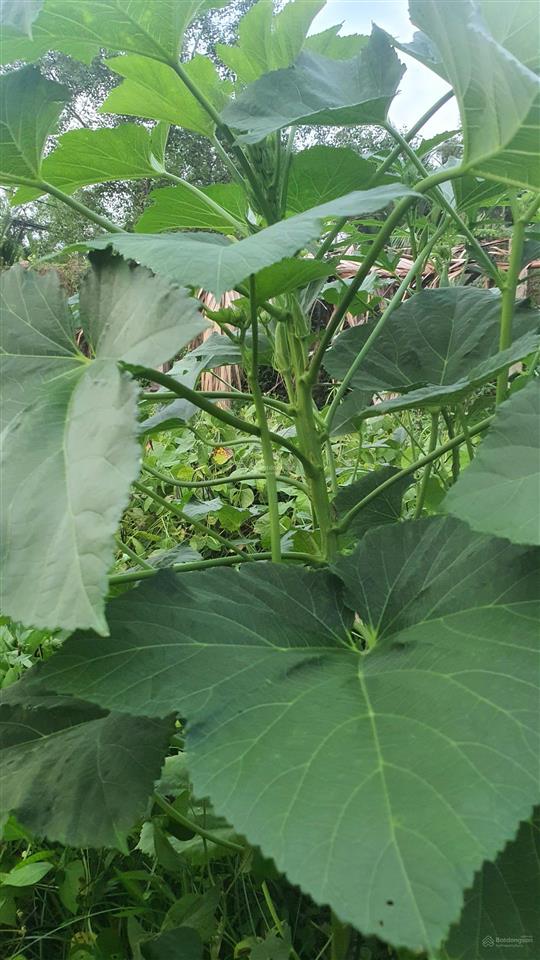 Chỉ 410 triệu có ngay 300m² đất vườn hiệp phước nhà bè, sổ riêng