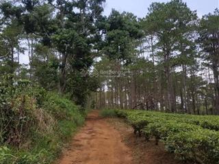 Bán đất nền nghỉ dưỡng b'lá  bảo lâm