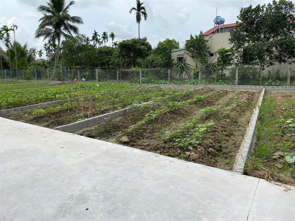 Chính chủ bán đất 60m2 tại xã bát trang, an lão, hải phòng. đường oto 7c vào đất. giá chỉ 650tr