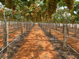 Bán đất 3500m2 / 2 sổ hồng  350 triệu (35 x 100m) xã hồng thái  tỉnh bình thuận