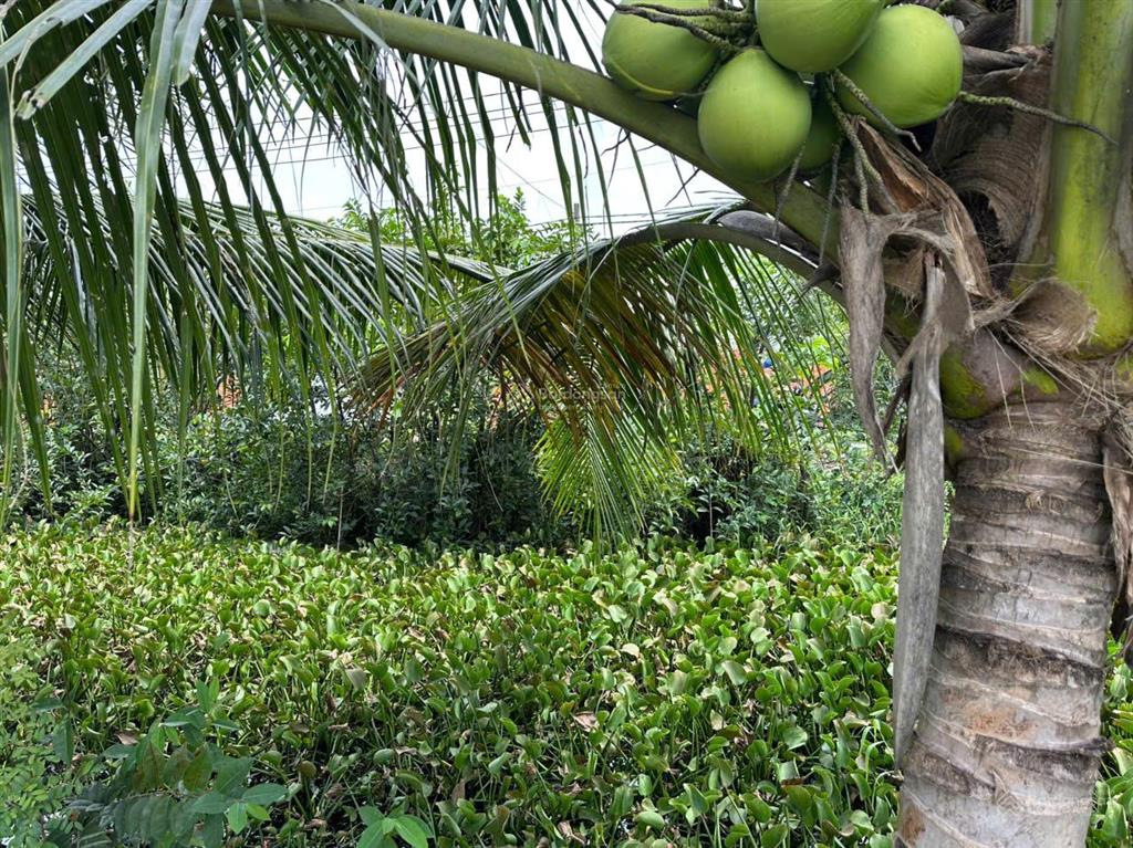 Bán 2 lô đất liền kề xã bình chánh, tp. hcm diện tích 921m², giá 6.5 tỷ