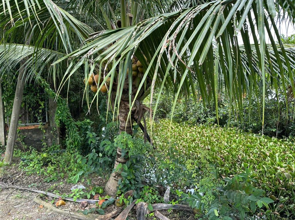 Bán 2 lô đất liền kề xã bình chánh, tp. hcm diện tích 921m², giá 6.5 tỷ