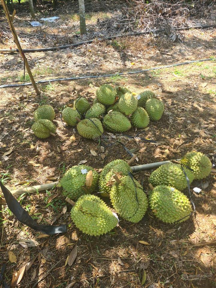 Cho thuê đất trống cln tại xã an long, tp. hcm, giảm giá 20 còn 10 triệu/tháng, dt 4,5 ha