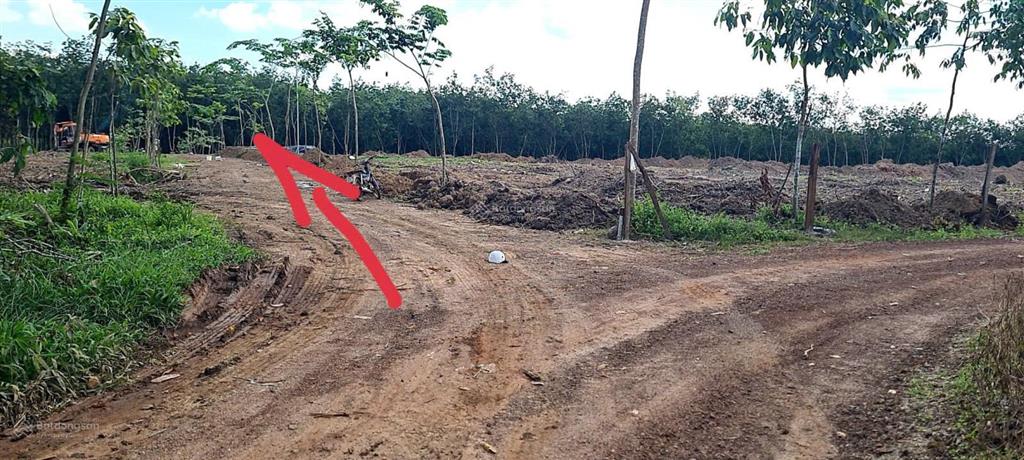 Cho thuê đất trống cln tại xã an long, tp. hcm, giảm giá 20 còn 10 triệu/tháng, dt 4,5 ha