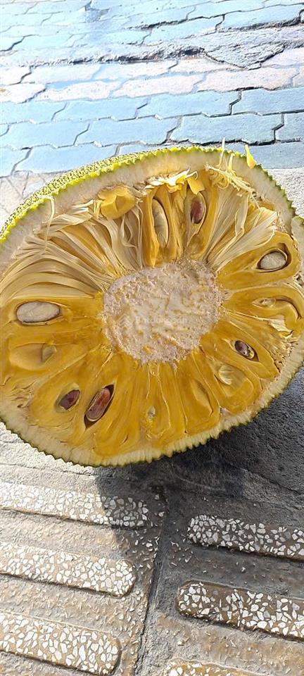 Cho thuê đất trống cln tại xã an long, tp. hcm, giảm giá 20 còn 10 triệu/tháng, dt 4,5 ha