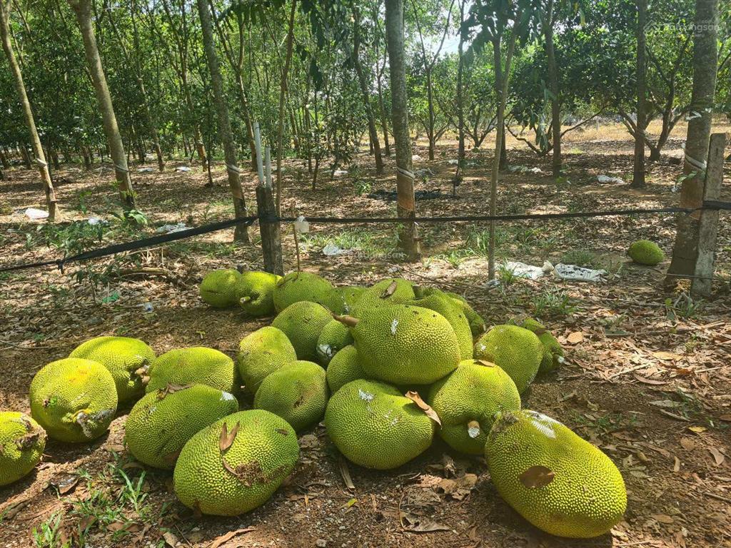 Cho thuê đất trống cln tại xã an long, tp. hcm, giảm giá 20 còn 10 triệu/tháng, dt 4,5 ha