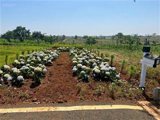 Chủ kẹt tiền bán gấp đất nền 100m2 có sổ tại bảo lộc, ngân hàng hỗ trợ vay, alo em ngay 0901 306 ***