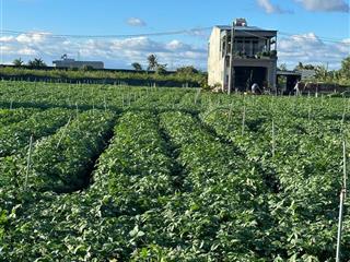 BÁN 505m2 ĐẤT TỔ 32 THỊ TRẤN LIÊN NGHĨA ĐỨC TRỌNG - LÂM ĐỒNG