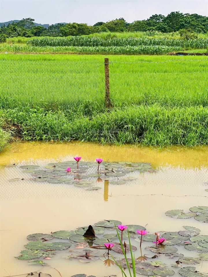 Bán 1052m2 có 100m2 thổ cư xóm cò, yên bình