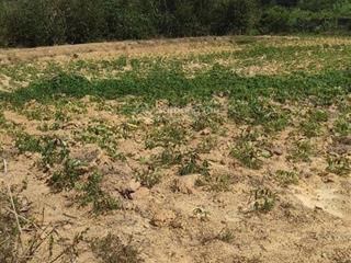 Em chính chủ kẹt tiền bán gấp đất vườn 3291m2 phú ngọc định quán đồng nai