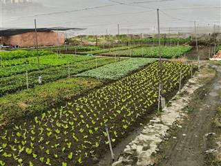 1.6 ha 16000m2 đất hóc môn chỉ 35 tỷ cách mặt tiền đường chỉ 100m xuân thới thượng.