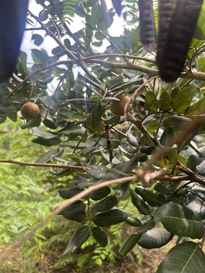 Chủ định cư cần bán lô đất biệt thự ~500m2, hxh 6m, gần làng đại học khu b  chỉ 13tỷ