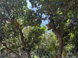 Bán gấp vườn sầu riêng lâu năm cạnh long khánh  chỉ 980tr