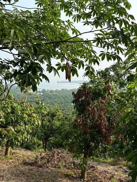 Bán gấp vườn nghỉ dưỡng cạnh hồ trị an view đồi, giáp suối trong lành, thung lũng thơ mộng