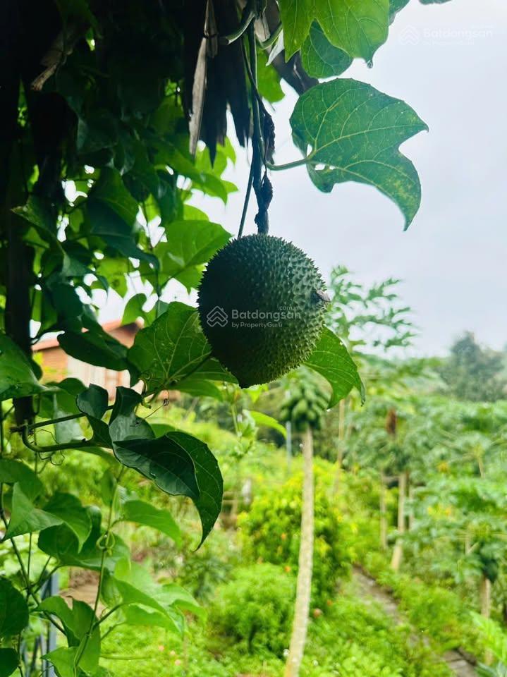Bán gấp vườn nghỉ dưỡng cạnh hồ trị an view đồi, giáp suối trong lành, thung lũng thơ mộng